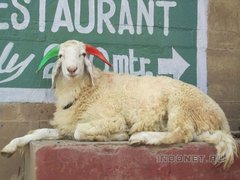 Эта манящая Индия. Варанаси. Эта манящая Индия. Варанаси.