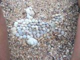 shell fish